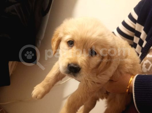 Babyface Golden Dişi Yavru