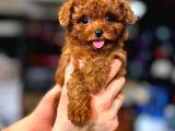 Yüksek Kali̇te Toy Poodle Yavrularimiz