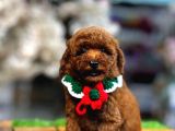 Yüksek Kali̇te Toy Poodle Yavrularimiz