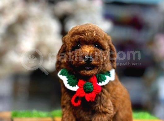 Yüksek Kali̇te Toy Poodle Yavrularimiz görsel