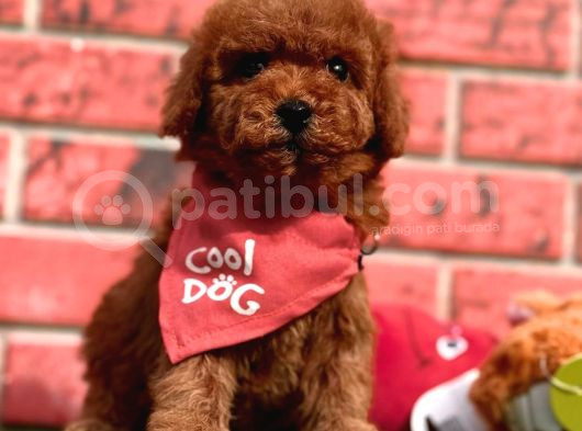 Toy Poodle Yavrularimiz Yuvasini Ariyor