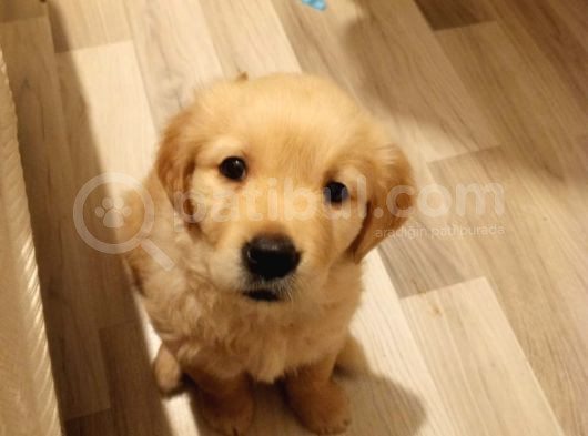 Babyface Golden Dişi Yavru görsel