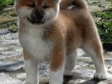 Japon Aki̇ta Yavrularimiz