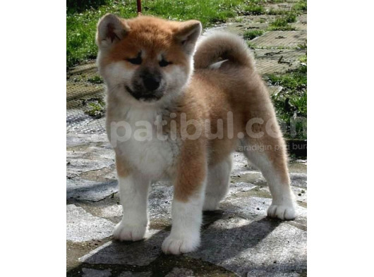 Japon Aki̇ta Yavrularimiz görsel
