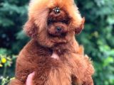 Oğlumuz Kore poodle Enzo 20 cm 1800 gram