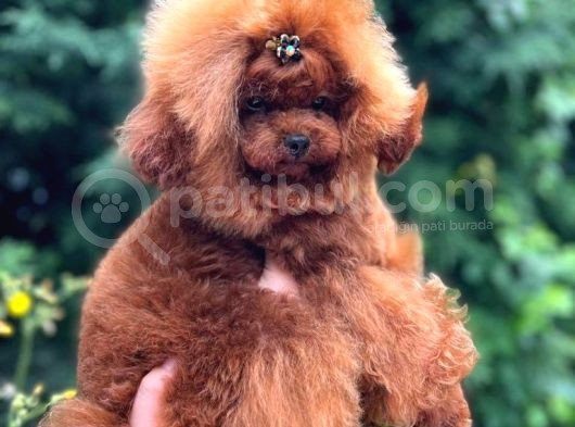 Oğlumuz Kore Poodle Enzo 20 Cm 1800 Gram