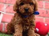 TOY POODLE YAVRULARIMIZ YUVASINI ARIYOR
