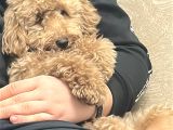 Toy Poodle