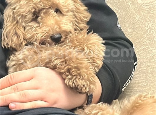 Toy Poodle görsel