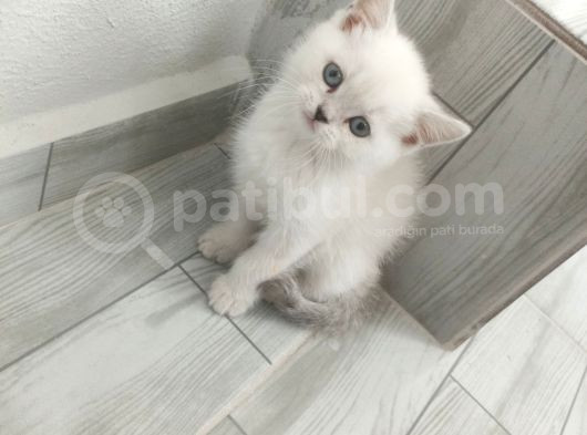 Bayram Şekerleri Oyuncu Bebekler görsel