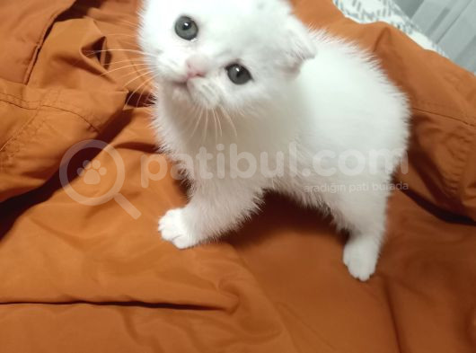 Bayram Şekerleri Oyuncu Bebekler görsel