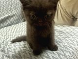 2 Aylık British Shorthair Cinnamon Erkek