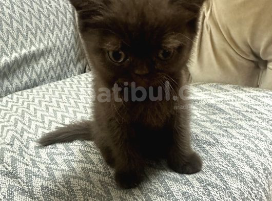 2 Aylık British Shorthair Cinnamon Erkek görsel