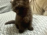 2 Aylık British Shorthair Cinnamon Erkek