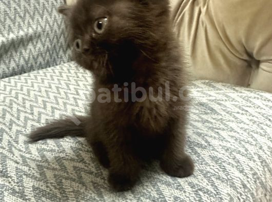 2 Aylık British Shorthair Cinnamon Erkek görsel
