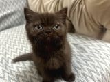 2 aylık british shorthair cinnamon erkek
