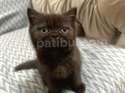 2 Aylık British Shorthair Cinnamon Erkek