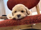 Maltipoo bebeğim