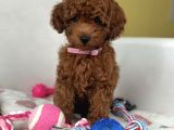 RED BROWN TOY POODLE YAVRULARI