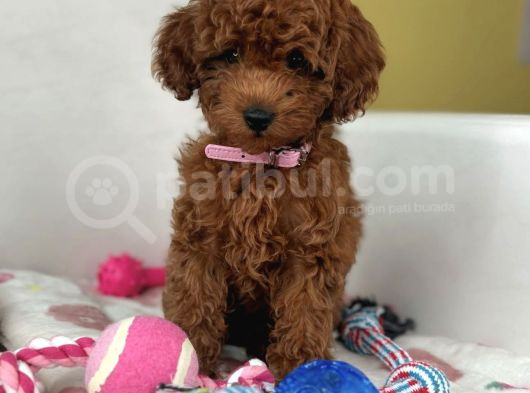 Red Brown Toy Poodle Yavrulari