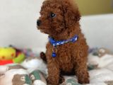 Red Brown Toy Poodle Yavrulari