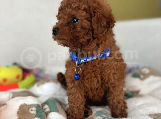 Red Brown Toy Poodle Yavrulari görsel