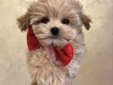 pAPYONLU MALTİPOO YAVRULARI