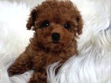 KIVIR KIVIR SAFKAN POODLE YAVRULARI