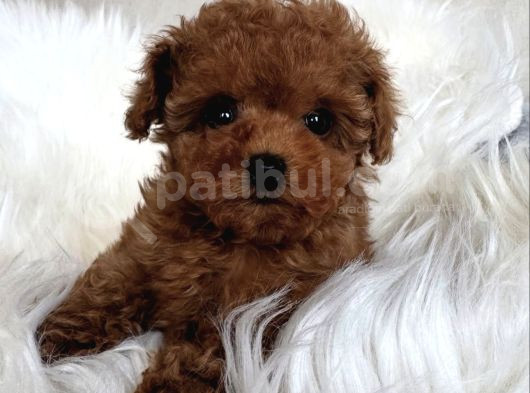 Kivir Kivir Safkan Poodle Yavrulari