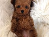 Kivir Kivir Safkan Poodle Yavrulari