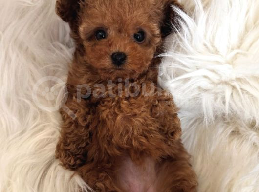 Kivir Kivir Safkan Poodle Yavrulari görsel