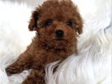 Kivir Kivir Safkan Poodle Yavrulari