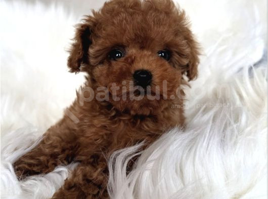 Kivir Kivir Safkan Poodle Yavrulari görsel