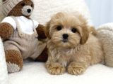 BABY FACE MALTİPOO YAVRULAR