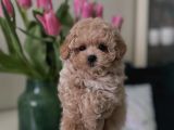 TOP SURATLI MALTİPOO YAVRULAR
