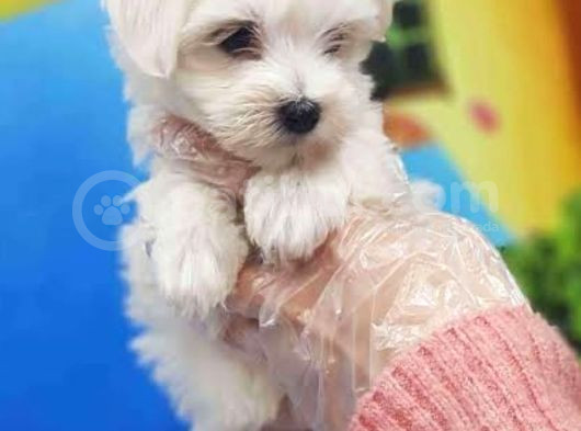 Ev Doğumu Maltese Bebegimiz görsel