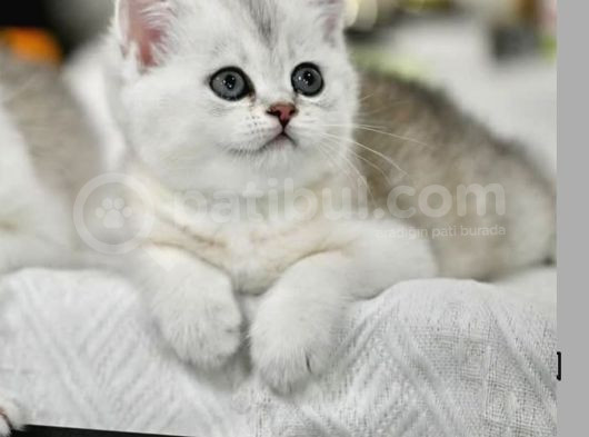 Muhteşem Çizgileriyle Silver Ns24 British Shorthair