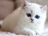 Kar Beyaz Mavi Göz Ns1133 British Shorthair