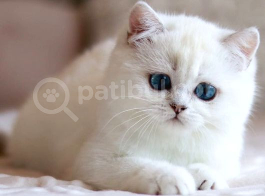 Kar Beyaz Mavi Göz Ns1133 British Shorthair görsel