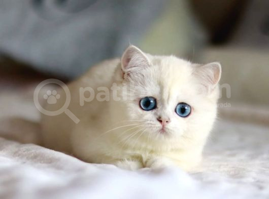 Kar Beyaz Mavi Göz Ns1133 British Shorthair görsel