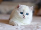 Kar Beyaz Mavi Göz NS1133 British Shorthair