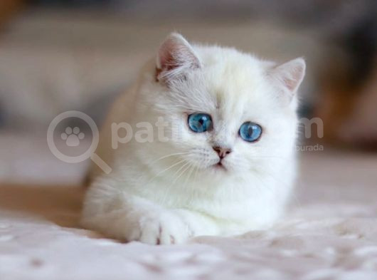 Kar Beyaz Mavi Göz Ns1133 British Shorthair