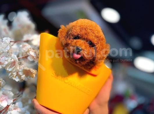 Yüksek Kali̇te Toy Poodle Yavrularimiz görsel