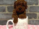 DENİZLİNİN EN GÖZDE POODLE BEBEKLERİ İÇİN ARAYINIZ