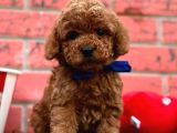 Toy Poodle Yavrularimiz Yuvasini Ariyor