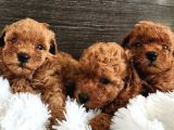 Deni̇zli̇ni̇n En Gözde Poodle Bebekleri̇ İçi̇n Arayiniz