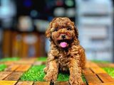 Yüksek Kali̇te Toy Poodle Yavrularimiz
