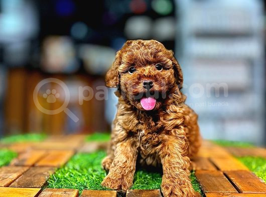 Yüksek Kali̇te Toy Poodle Yavrularimiz görsel