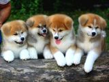 JAPON AKİTA YAVRULARIMIZ