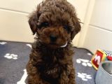 Deni̇zli̇ni̇n En Gözde Poodle Bebekleri̇ İçi̇n Arayiniz